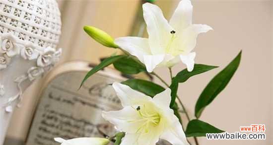 香水百合的花语是什么？如何正确表达情感？