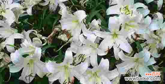 香水百合花语是什么？如何表达纯洁与世无争的情感？