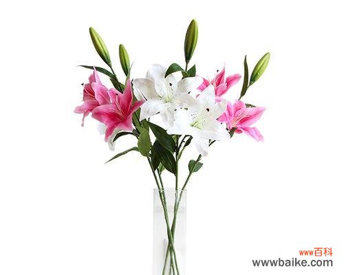 香水百合花语是什么？如何表达纯洁与世无争的情感？