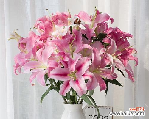 香水百合一年开几次花？花语有哪些含义？