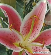 香水百合一年开几次花？花语有哪些含义？