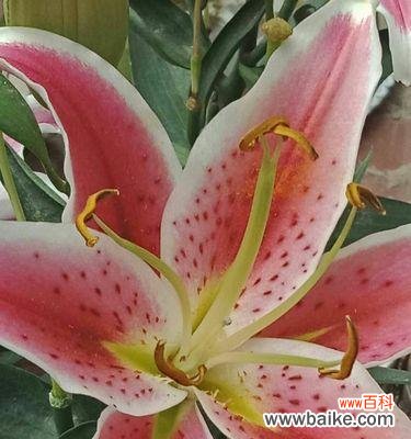 香水百合一年开几次花？花语有哪些含义？