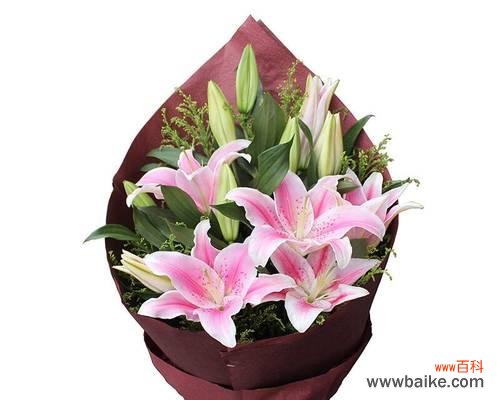 香水百合一年开几次花？花语有哪些含义？