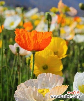 香水草花语是什么?它在文化中有哪些传说故事?