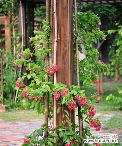 香水草花语是什么?它在文化中有哪些传说故事?