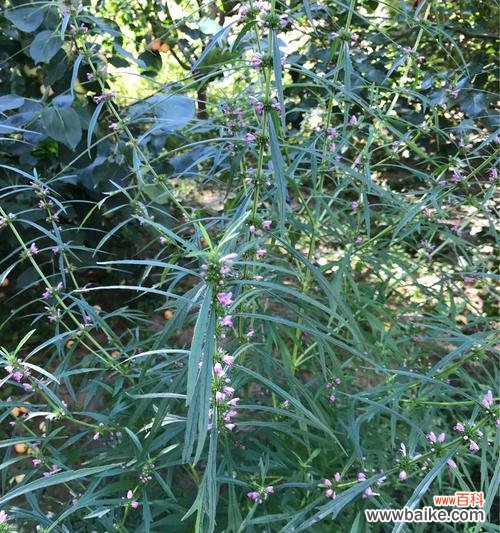 香水草花语是什么?它在文化中有哪些传说故事?