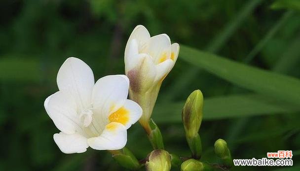 香雪兰的花诗花语有哪些含义？