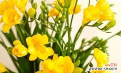 香雪兰的花诗花语有哪些含义？