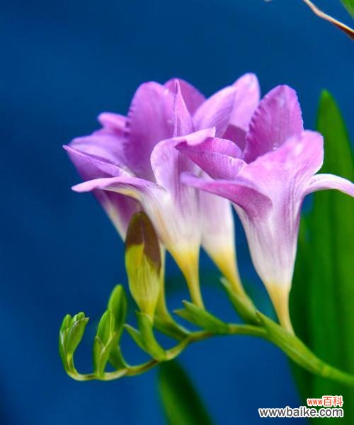 香雪兰代表什么？花语和寓意有哪些常见问题解答？