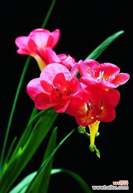 香雪兰代表什么？花语和寓意有哪些常见问题解答？