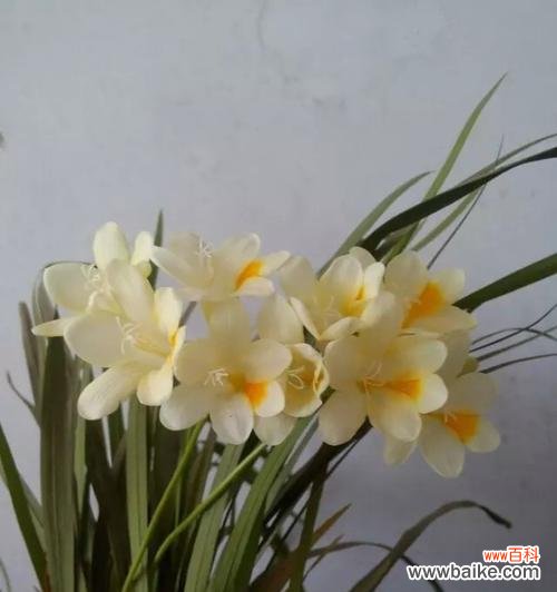 香雪兰的传说故事有哪些?