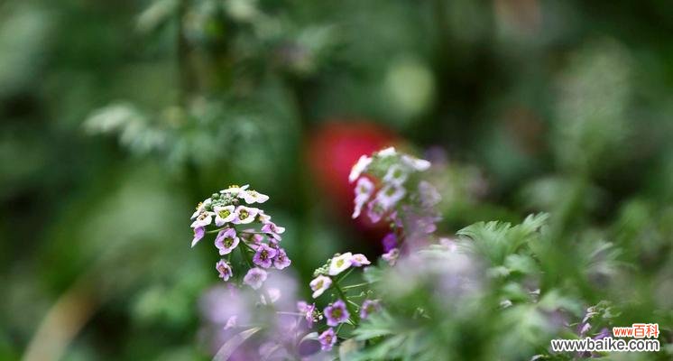 香雪球的花语是什么？它有哪些神奇的作用？