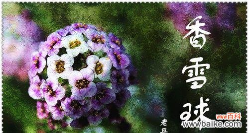 香雪球的花语是什么？它有哪些神奇的作用？