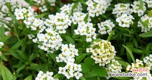 香雪球的花语是什么？它有哪些神奇的作用？