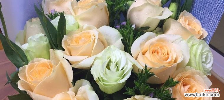 香槟金玫瑰花语是什么意思?购买时需要注意什么?