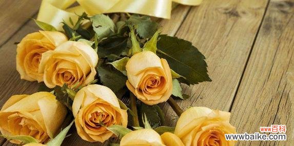 香槟玫瑰的花语有哪些含义?