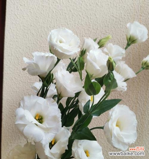 香槟洋桔梗花语是什么?如何正确解读其含义?