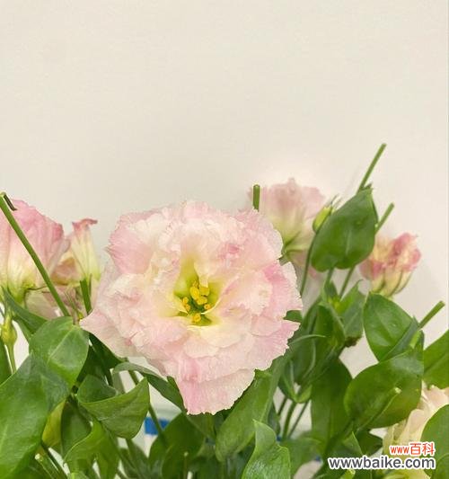 香槟洋桔梗花语是什么?如何正确解读其含义?