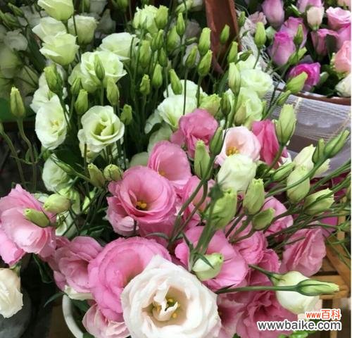 香槟洋桔梗花语是什么?如何正确解读其含义?