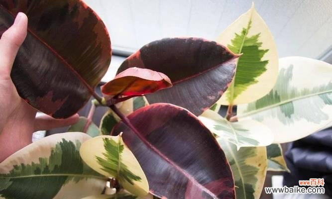 橡皮树开花的寓意是什么？