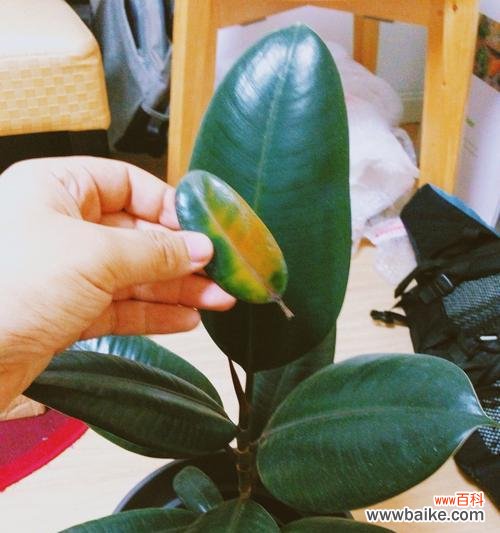 橡皮树开花的寓意是什么？