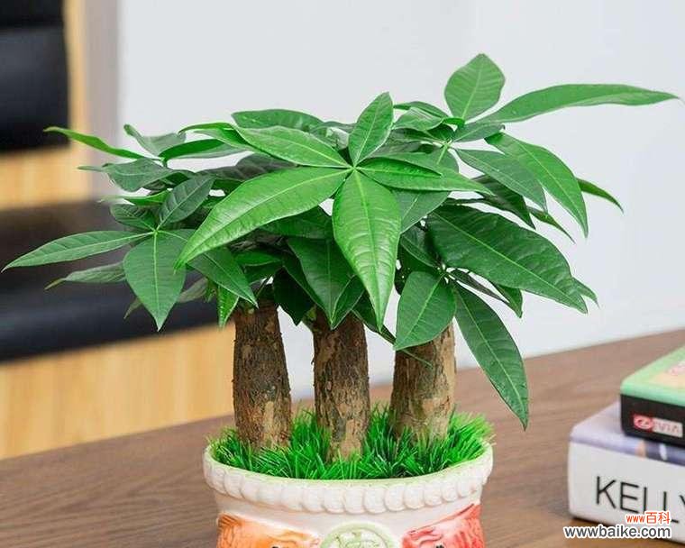 橡皮树的寓意是什么？如何通过它招财旺运和带来吉祥如意？