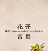 橡树的花语是什么？橡树在不同文化中有哪些含义？