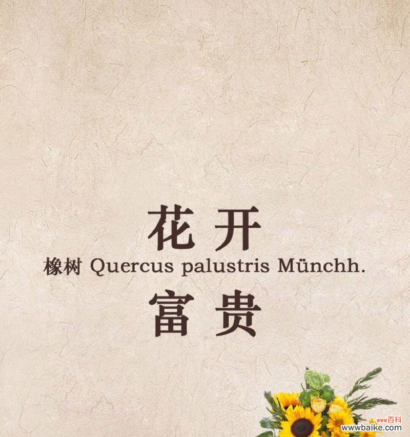 橡树的花语是什么?橡树在不同文化中有哪些含义?