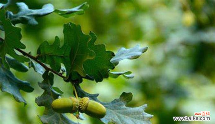橡树的花语是什么?橡树在不同文化中有哪些含义?