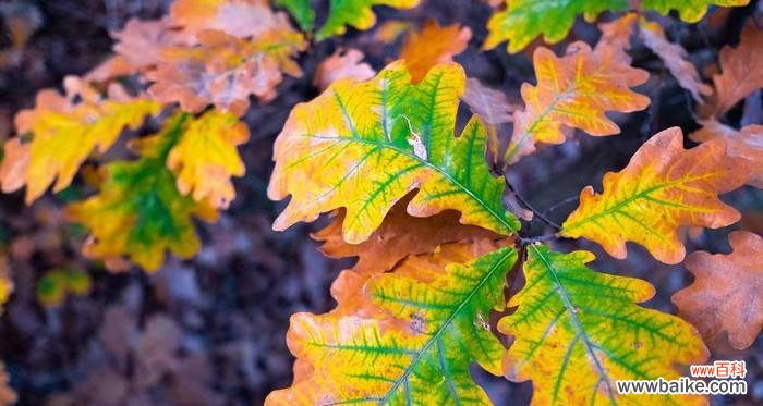 橡树的花语是什么?橡树在不同文化中有哪些含义?