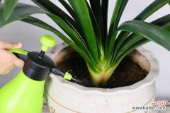 君子兰叶子下垂怎么办