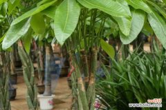 发财树掉叶子是怎么回事