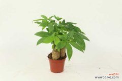 发财树树干腐烂一半怎么办，树干腐烂怎么救活