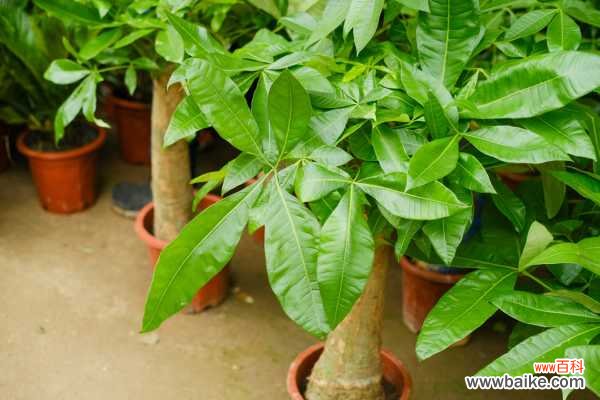 发财树树皮腐烂割掉吗,树皮没了会自己修复吗