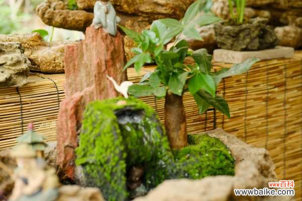 发财树树皮腐烂割掉吗,树皮没了会自己修复吗