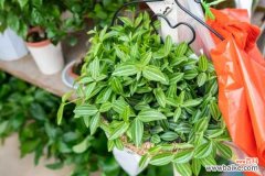 钻石翡翠为啥总掉叶子