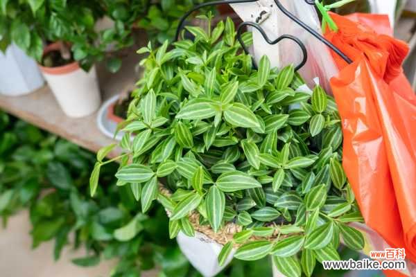 钻石翡翠为啥总掉叶子