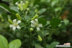 九里香树干发黑的原因