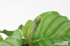 青苹果竹芋叶子下垂怎么办