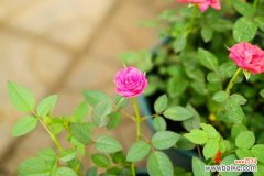 月季烂根怎么补救