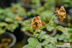 夏天月季僵苗后该怎么处理