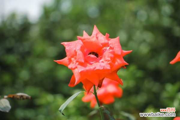 夏天月季僵苗后该怎么处理