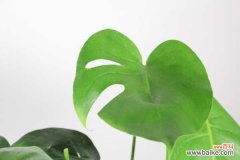 龟背竹换盆不长新叶的原因