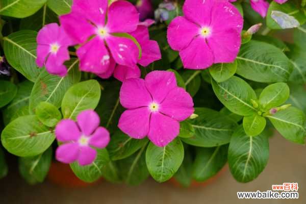 长春花叶子朝下卷的原因