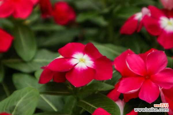 长春花叶子朝下卷的原因