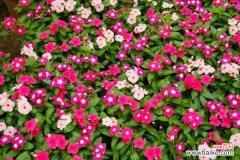 长春花叶子朝下卷的原因