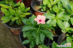 长春花的叶子卷起来了怎么办