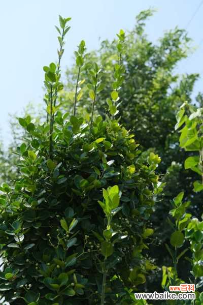 黄杨叶子干枯还能活吗