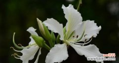 打造绿色生态环境 羊蹄甲的养护与管理