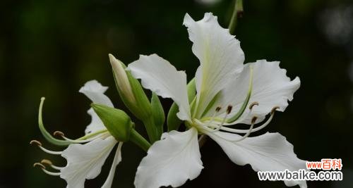 打造绿色生态环境 羊蹄甲的养护与管理